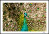 Peacock #1
