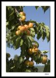 Okanagan apricots