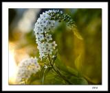 Flower in sun