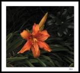 Orange lily