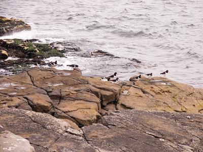 Shore birds at play