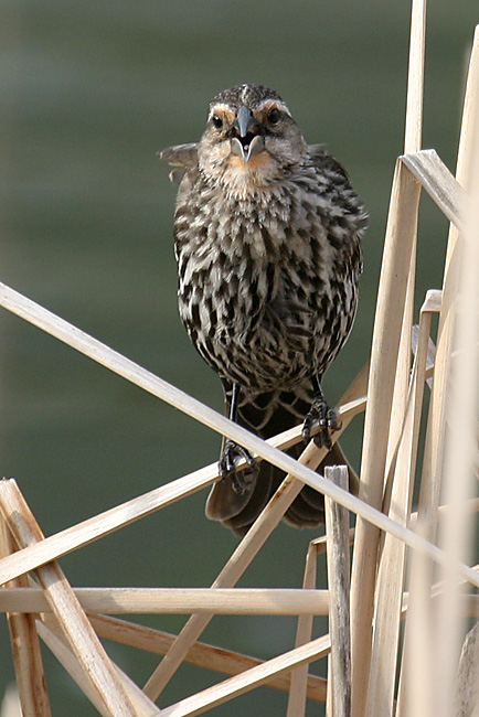 Red -Winged Blackbird (female)