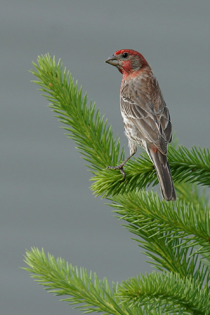 House Finch