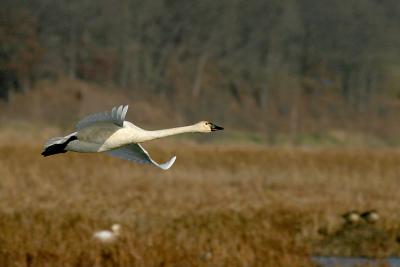 Tundra Swan Flight