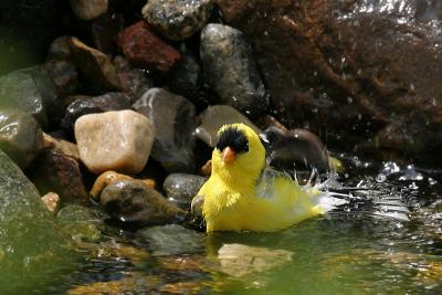 Goldfinch Cooling Off
