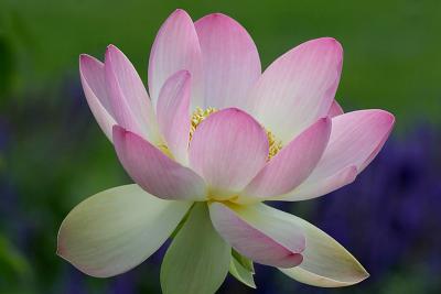 Lotus2