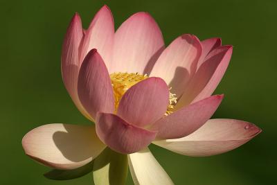 Lotus in the Morning