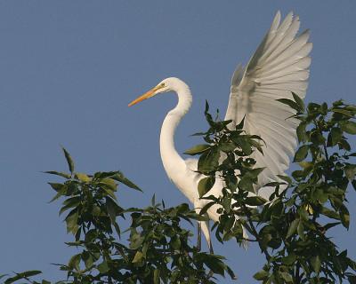 Tree-top View
