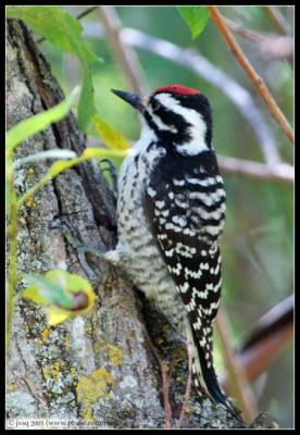 nuttall's woodpecker
