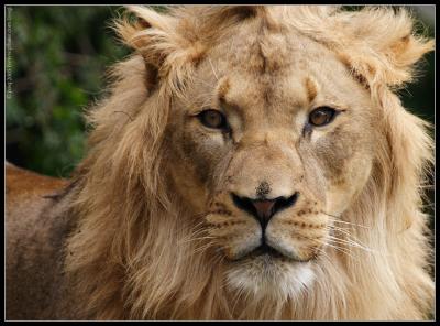 male lion (captive)