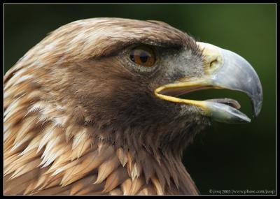 golden eagle (captive)