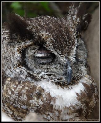 sleeping owl!  (captive)