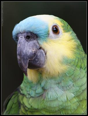 parrot (captive)
