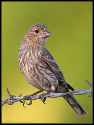 house finch