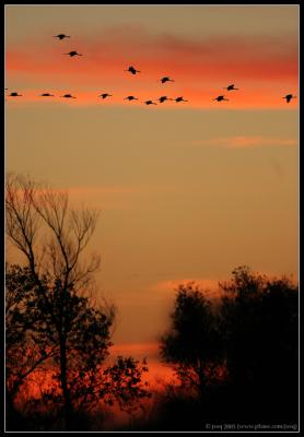 Sandhill Crane