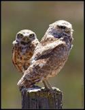 burrowing owl