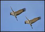 Sandhill crane