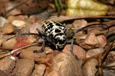 Beetle.jpg