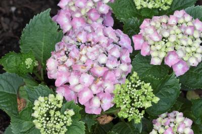 v3/30/414830/3/46020177._MG_2715.jpg