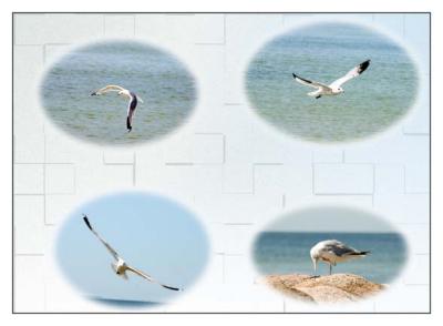 Seagulls.jpg