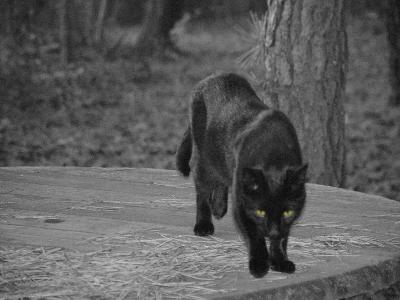 Since Willie is a black cat this is actually what he looks like, including the yellow eyes.