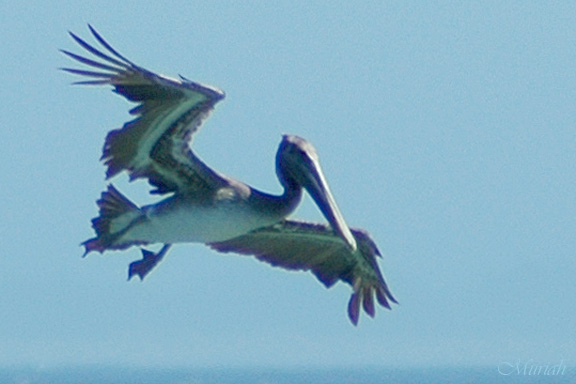 Pelican Form (06-30-05)
