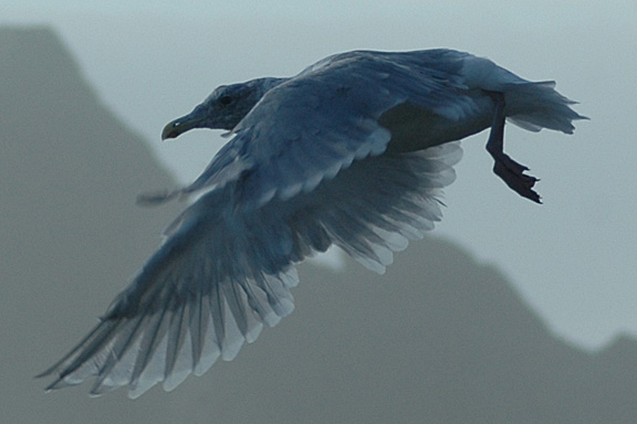 Elder Gull