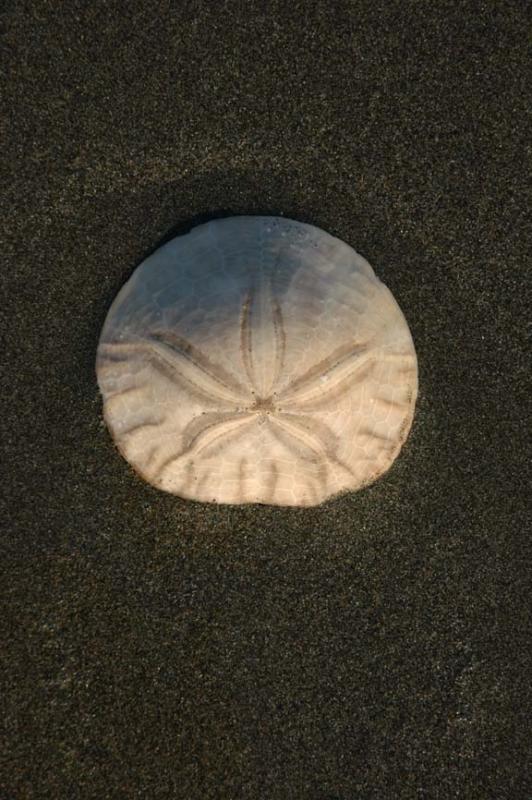 Sand Dollar Wrinkles