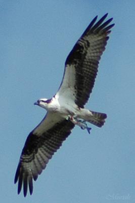 Osprey with Prey