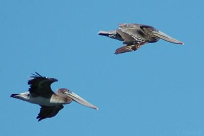 PelicanPair