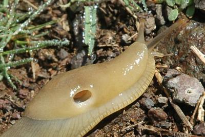 Slug (10-17-05)