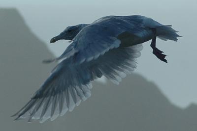 Elder Gull