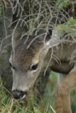 Fawn Camo