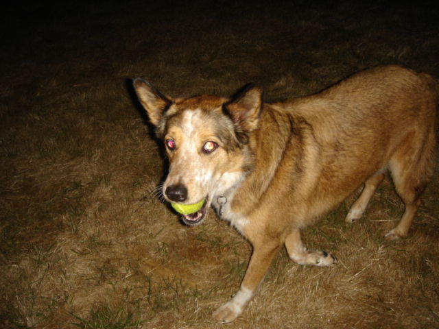 Bill the dog even fetches in the dark! 507.jpg