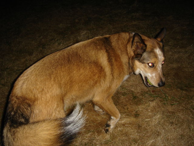 Bill the dog 513.jpg