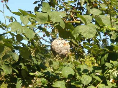 This hornet nest is a big a basketball!  577.jpg
