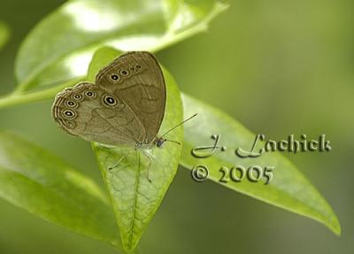 eyed brown butterfly lakeland pbase_DSC0669.jpg