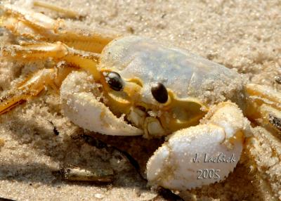 Chesapeake sand crab sig eDSC_0098 copy.jpg