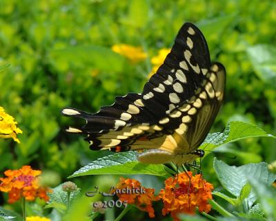 Butterfly sig pbase DSC_0019 copy.jpg