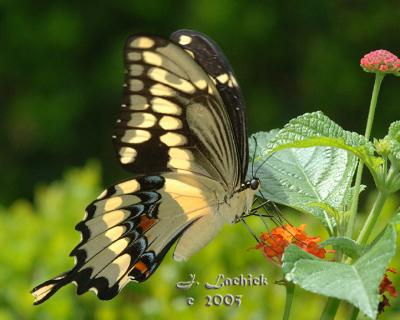 Elizabeth garden Butterfly sig pbase  DSC_0031 copy copy.jpg