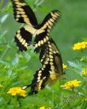 Elizabeth Gardens Butterflies sig pbase DSC_0026 copy.jpg