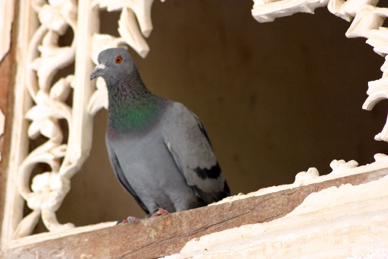 Amer fort, Home in the palace