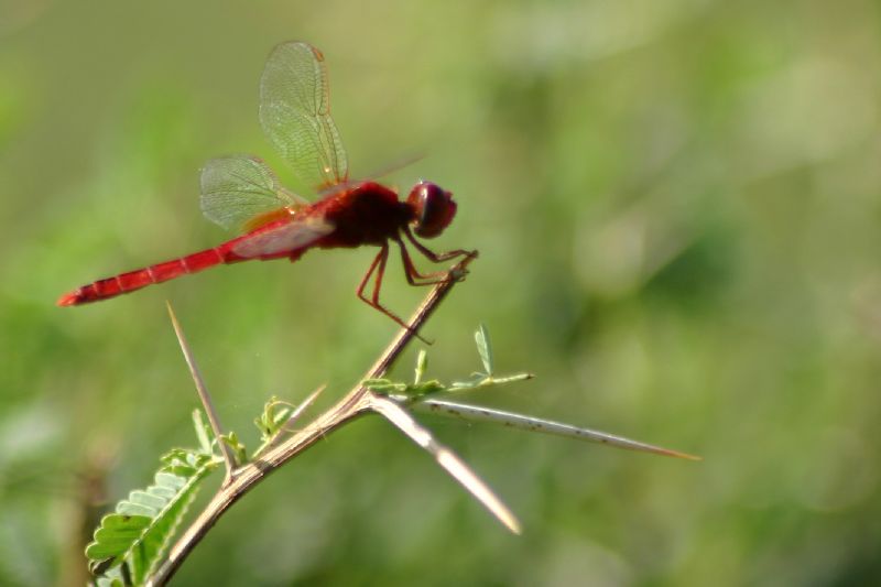 Dragonfly, Sultanpur National Park