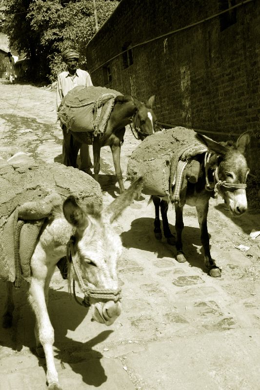 Trader, Pragpur