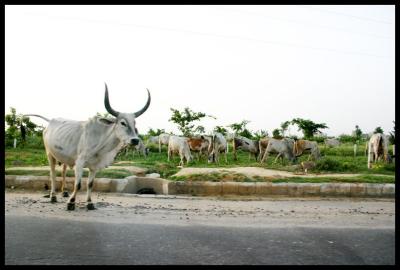 Cow on the road. Watch out!, Gurgaon