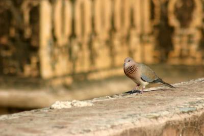 Nahargarh Fort, Pigeon on the wall