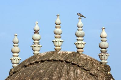 Nahargarh Fort, Pigeon on top
