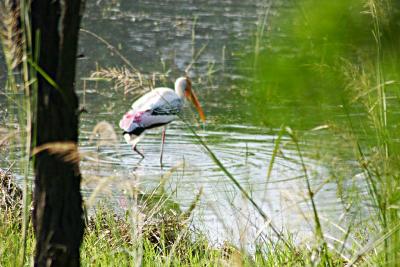 Stork in knee deep water, Sultanpur National Park