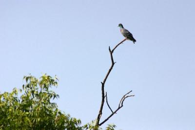 Perched high - Rock Pigeon, Sultanpur National Park