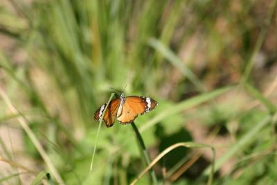 Common Tiger Butterfly, Sultanpur National Park